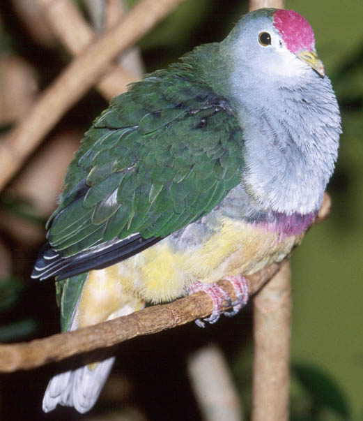 Ptilinopus pulchellus